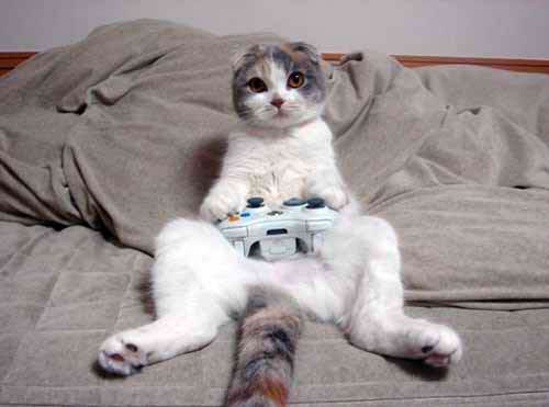 cat-playing-xbox.jpg